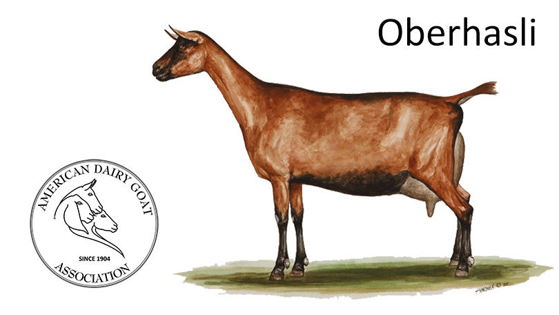 oberhasli dairy goat