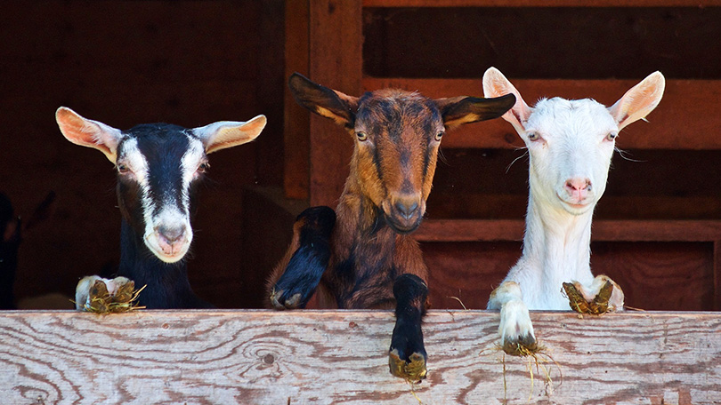 adga-breed-standards-american-dairy-goat-association-adga