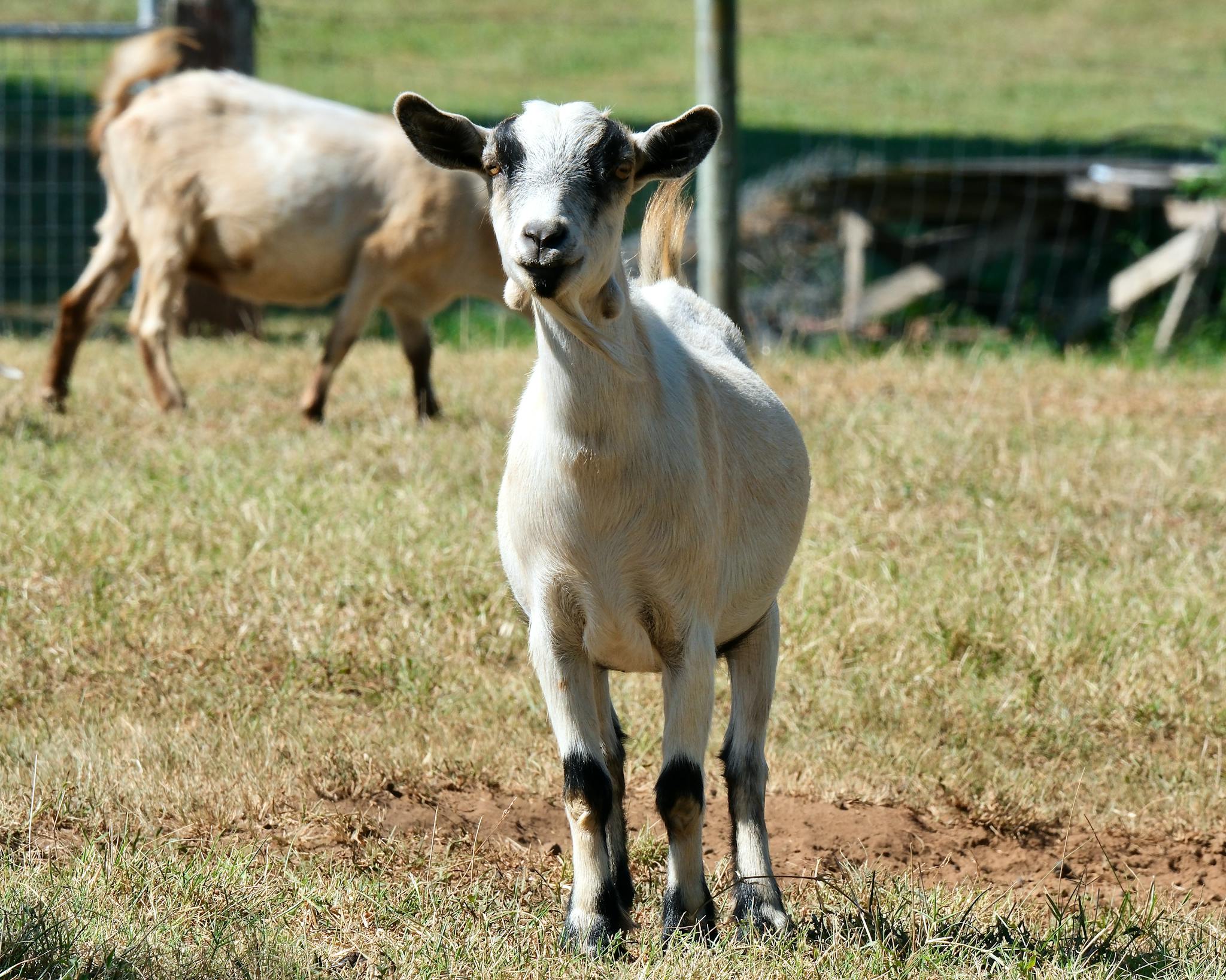 A cute goat stands in a sunny pasture in Ardmore, AL. Perfect farm life depiction.